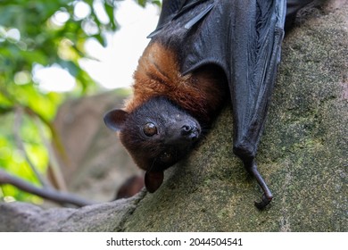 1,224 Large flying fox Images, Stock Photos & Vectors | Shutterstock