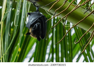 Flying fox in a tree