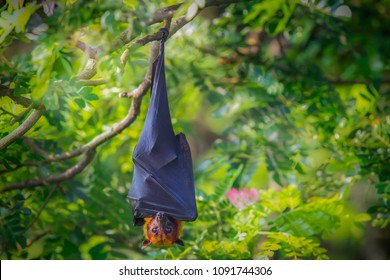The Flying Foxes