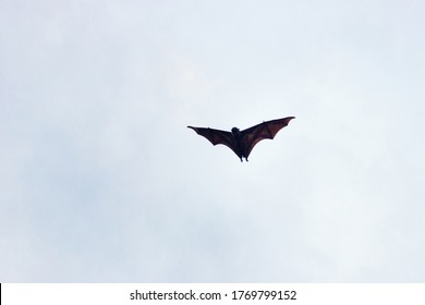 498 Island flying fox Images, Stock Photos & Vectors | Shutterstock