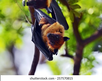 Flying Foxes In The Wild On The Island Of Sri Lanka