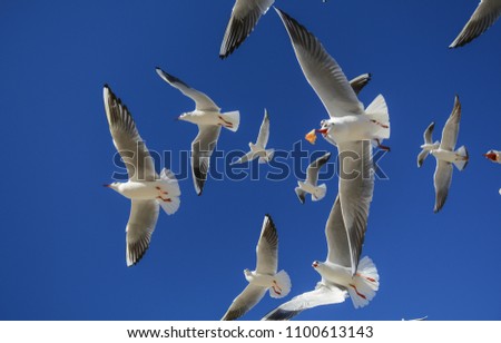 Similar – Foto Bild Satz Möwen isoliert auf blauem Himmel