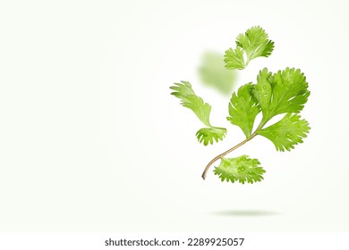 Flying Fresh Coriander leaves on light green background. Falling set of cilantro leaf. Organic green spices. Floating in the air food Creative concept. Spicy and fragrant herbs. Copy space.