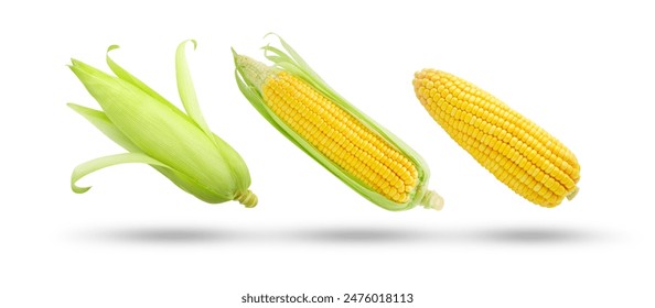 Flying fresh corn collection isolated on white background , clipping path.