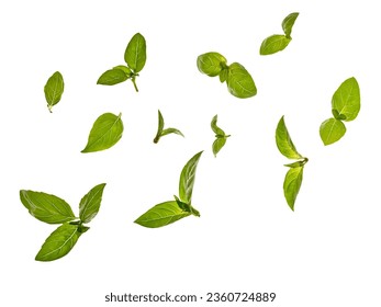 Flying fresh green basil leaves on white background - Shutterstock ID 2360724889
