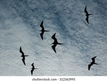 Flying frigate birds {Fregata magnificens} against a cloudy sky in the Galapagos. October. - Powered by Shutterstock