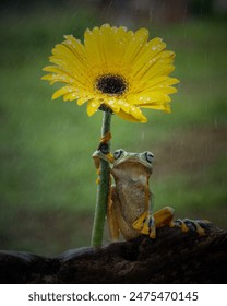 The flying frog in action 