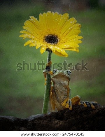 The flying frog in action 