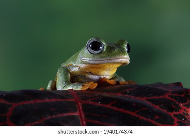 Grenouille Verte Images Photos Et Images Vectorielles De Stock Shutterstock