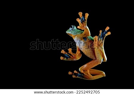 Flying frog or Javan tree frog climbing on glass with black background, Rhacophorus reinwardtii tree frog climbing on glass