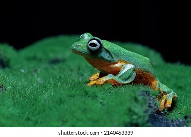 299 Java tree frogs Images, Stock Photos & Vectors | Shutterstock