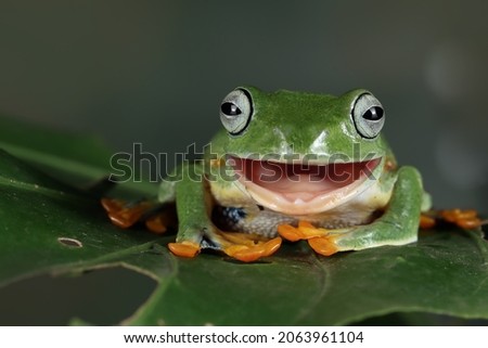 flying frog open mouth on green leaves, Javan tree frog female look like laughing on green leaves