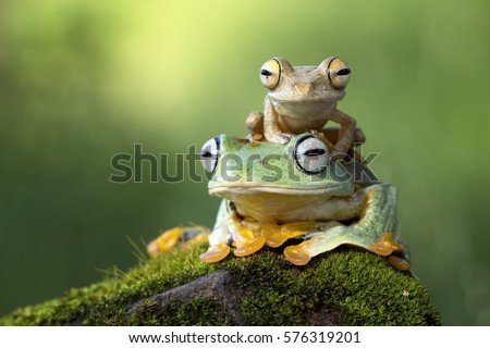 Flying frog sitting on body, beautiful tree frog on branch, rachophorus reinwardtii, Javan tree frog, Indonesian tree frog
