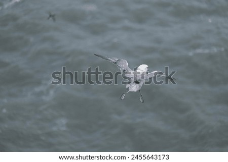 Flying Fulmar at Bempton Cliffs