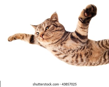Flying funny kitten