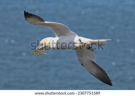 A flying Gannet at Bempton cliffs