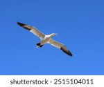 Flying Gannet Bird with a blue sky in Ile Bonaventure, Perce, Gaspesie, Quebec, Canada