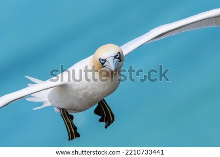 Flying gannet with eye to eye contact 