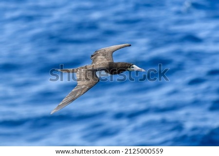 Flying gannet - large seabird with mainly white plumage