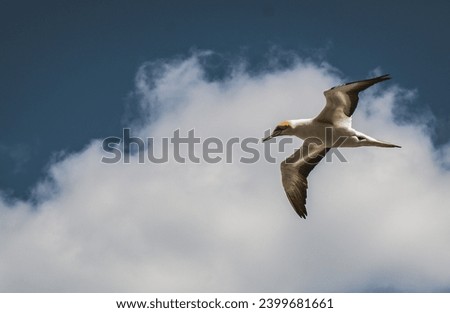 A flying gannet in New Zealand