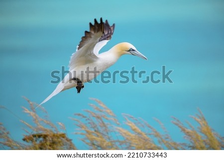 Flying gannet over the ocean