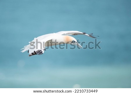 Flying gannet over the ocean