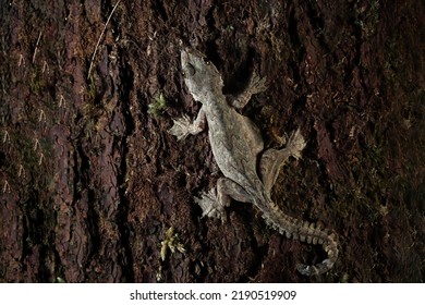 Flying Gecko Camouflage On Wood, Flying Gecko Closeup On Tree