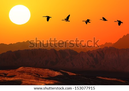Flying geese over mountain on the orange sunset background 