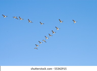 Flying Geese In V Shape