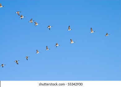 Flying geese in v shape
