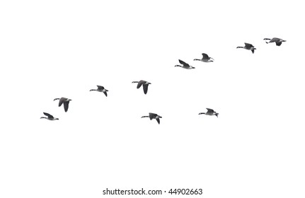 Flying geese in v shape isolated on white background