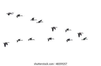 Flying geese in v shape isolated on white background
