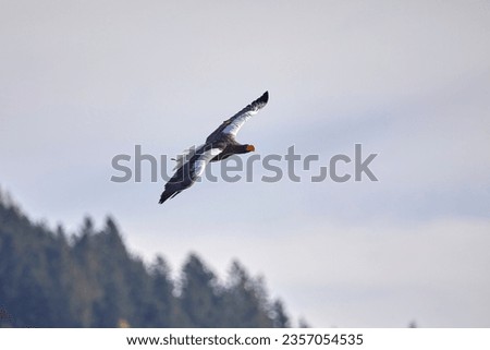Flying Giant Sea Eeagle in a bird show