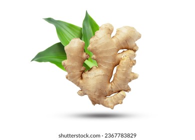Flying ginger root with green leaves isolated on white background.