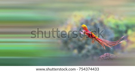 Similar – May catkin on blue ground