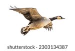 A flying goose isolated on a white background