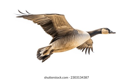 A flying goose isolated on a white background