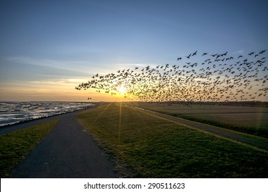 Flying goose, Terschelling The Netherlands - Shutterstock ID 290511623