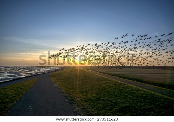 Flying goose,\
Terschelling The\
Netherlands