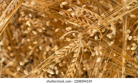 Flying of grain barley close-up, macro shot. - Powered by Shutterstock