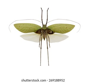 Flying Grasshopper Isolated On White Background