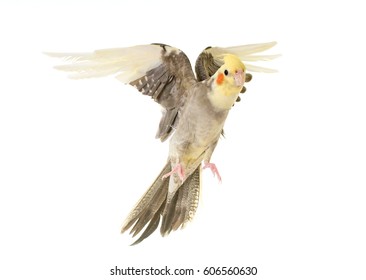 flying gray cockatiel in front of white background