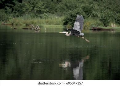 Blue Heron Flying Images, Stock Photos & Vectors | Shutterstock