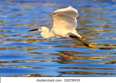 flying Great White Egret 