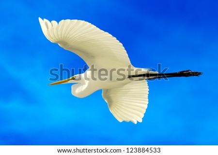 flying Great White Egret with blue sky background