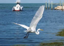 Flying Great White Egret With The Harbor Of Marathon Key Florida In The Background On A Sunny Autumn Day