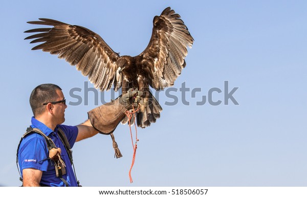 Flying Greater Spotted Eagle During Falconry Stock Photo