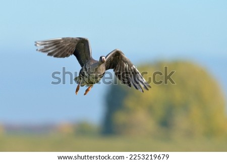 Image, Stock Photo White-fronted geese