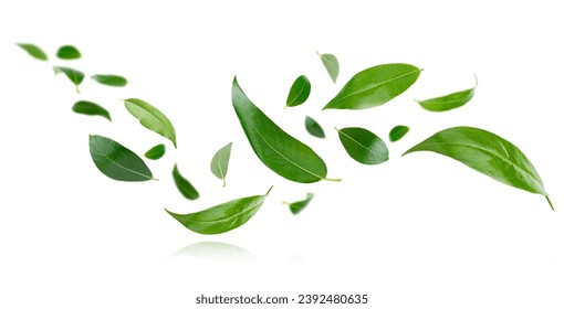 Flying green leaves isolated on white background.