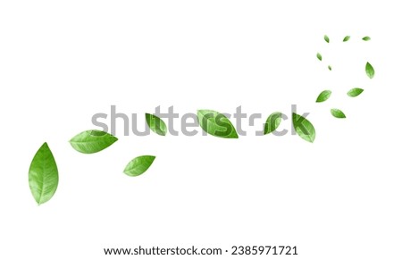 Flying green leaves isolated on a white background. floating leaves. 